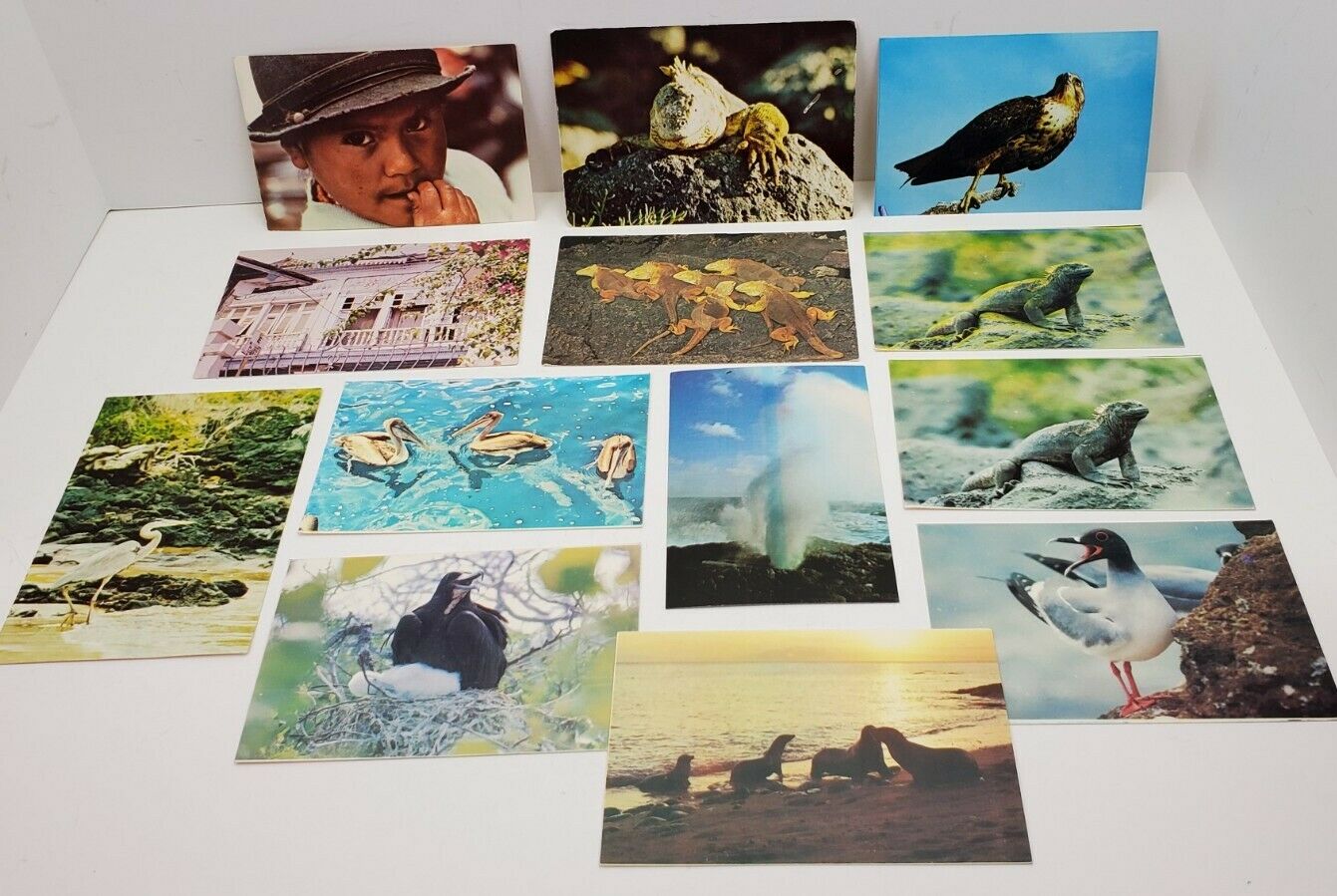 Vtg Ecuador Animal Retile Birds Photo Post Card Lot Of 14 South America Souvenir